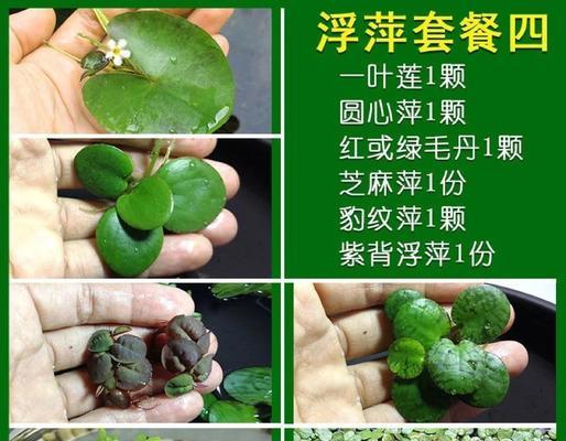 大鱼缸中适合哪些观赏植物品种？
