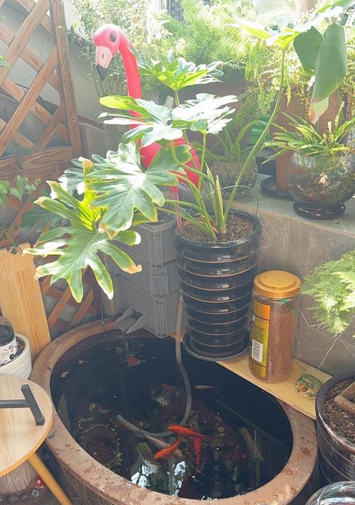 大鱼缸中适合哪些观赏植物品种？