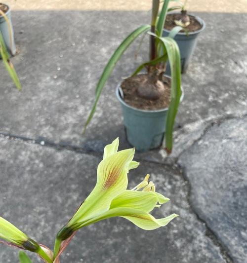 朱顶红缺少花芯是什么原因？