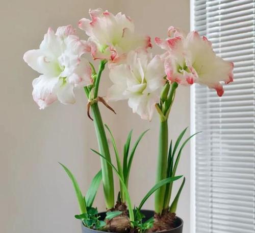 朱顶红缺少花芯是什么原因？