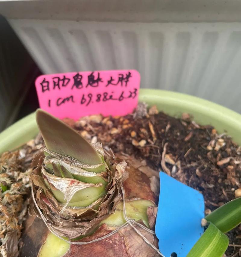 朱顶红缺少花芯是什么原因？