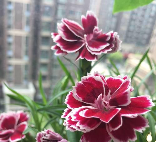 洋房阳台花卉选择？哪些花适合？