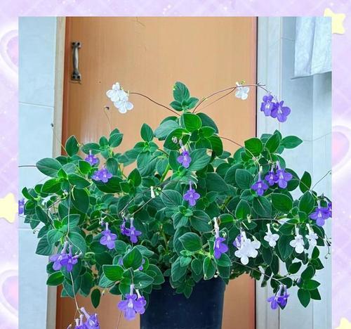 洋房阳台花卉选择？哪些花适合？