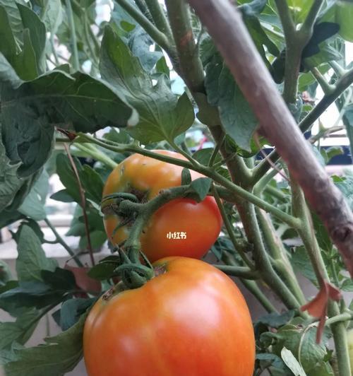 露台种植的瓜果有哪些？如何选择适合露台种植的瓜果？