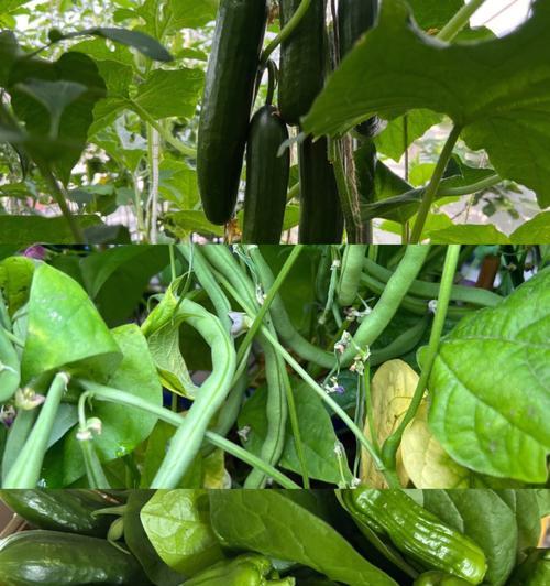 露台种植的瓜果有哪些？如何选择适合露台种植的瓜果？