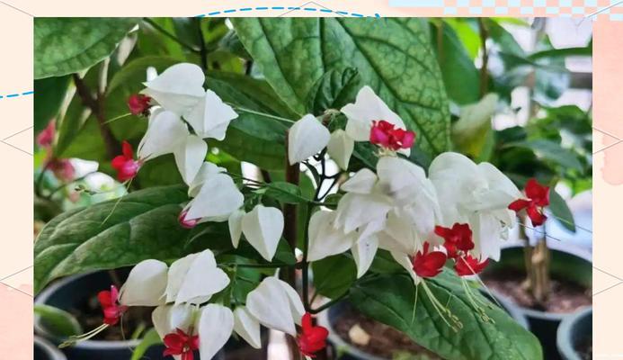 龙吐珠花叶子发黄的原因及处理方法？