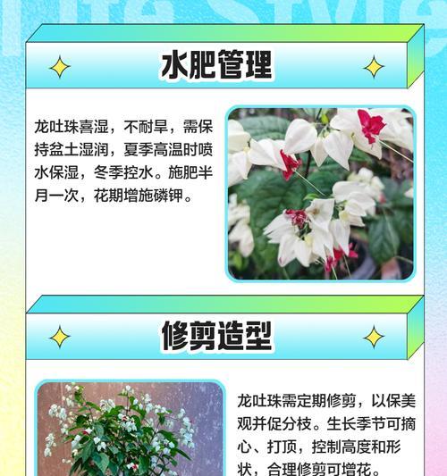 龙吐珠花叶子发黄的原因及处理方法？