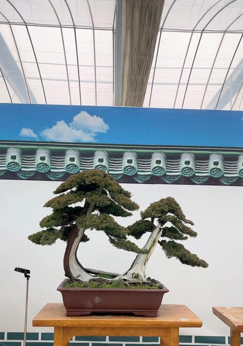 盆景过桥的养护技巧是什么？