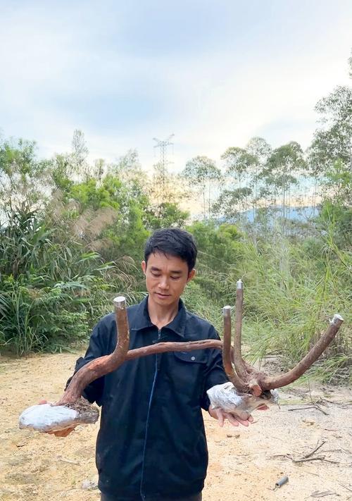 盆景过桥的养护技巧是什么？