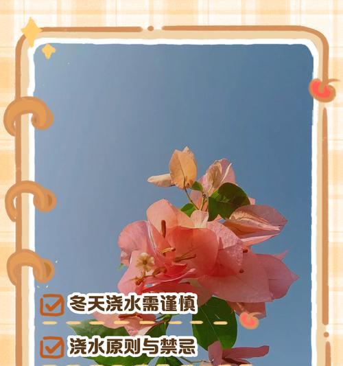 三角梅烂根后换盆如何浇水？正确的浇水方法是什么？