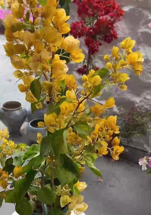 三角梅烂根后换盆如何浇水？正确的浇水方法是什么？