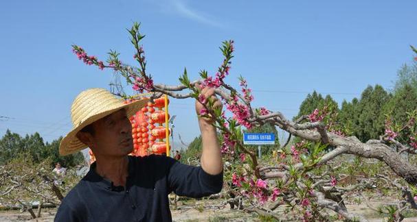 桃树在山坡上栽培的技术要点有哪些？
