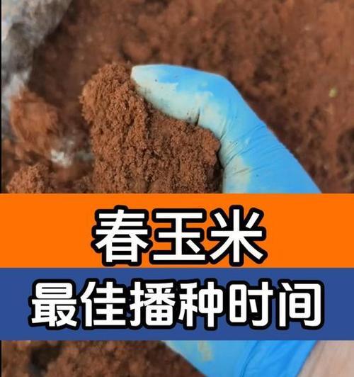 2025年吉林玉米的最佳播种时间是什么时候？