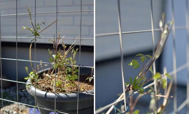 铁线莲四角花塔的盘法是什么？如何制作？