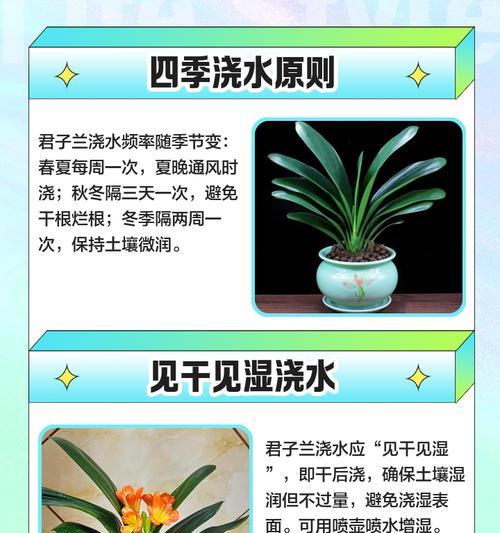 君子兰未生根时的养护方法是什么？