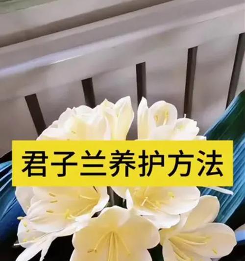 君子兰未生根时的养护方法是什么？