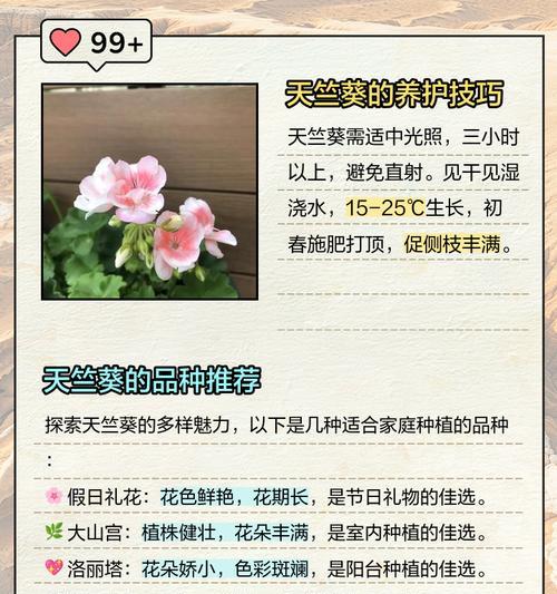 如何正确养护多色混发的天竺葵？