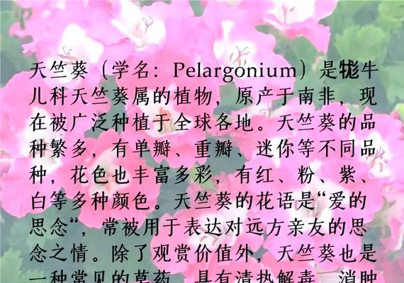 如何正确养护多色混发的天竺葵？