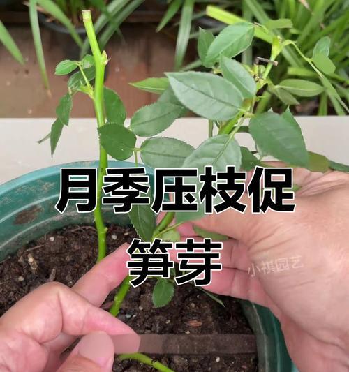 月季低笋的养护技巧有哪些？