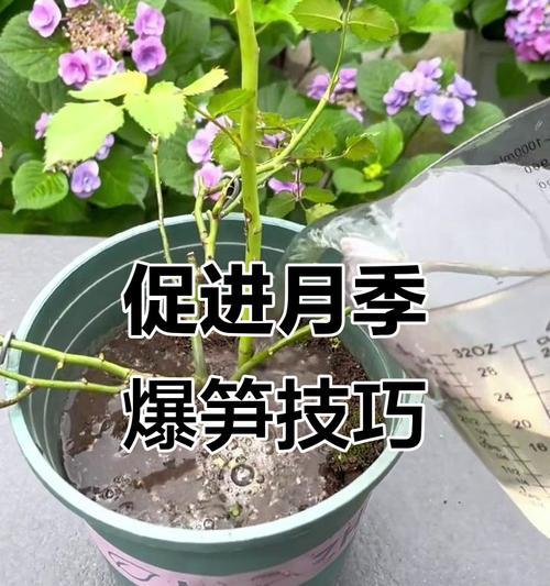 月季低笋的养护技巧有哪些？