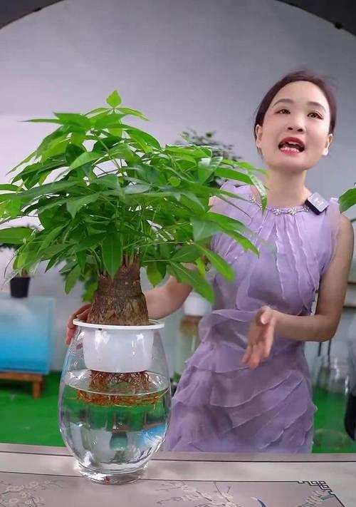 水培施肥小技巧有哪些？如何进行正确的施肥？