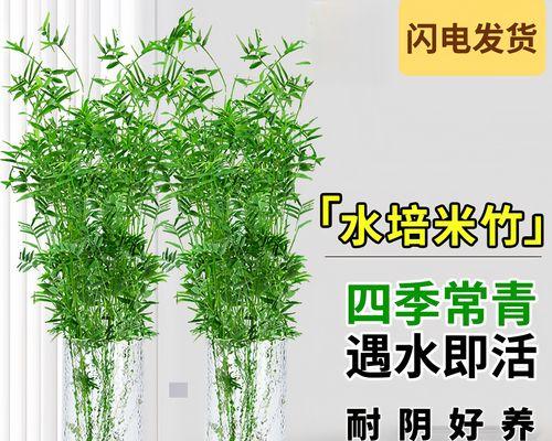 水培施肥小技巧有哪些？如何进行正确的施肥？