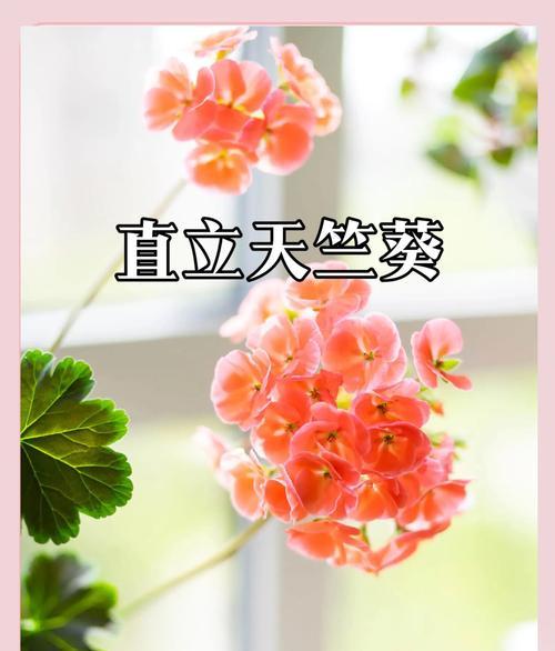 矮株直立天竺葵的养护技巧是什么？