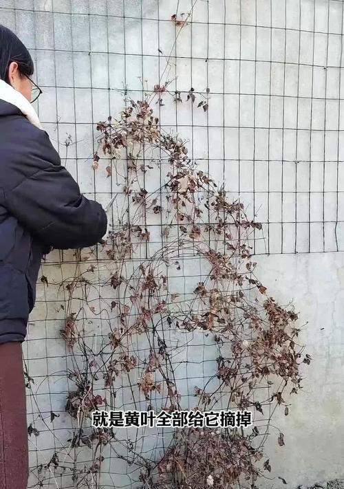 铁线莲冬剪后不发芽的解决方法是什么？