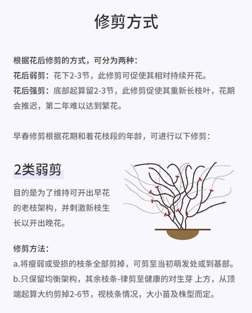 铁线莲冬剪后不发芽的解决方法是什么？
