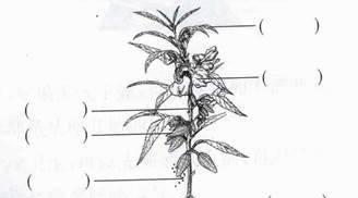 天竺葵打籽的最佳方法是什么？怎样才能成功收获种子？