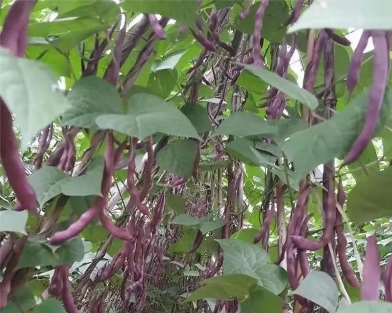 天竺葵打籽的最佳方法是什么？怎样才能成功收获种子？