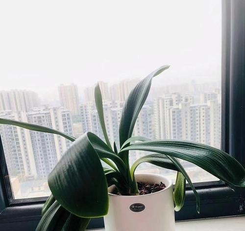 君子兰正确的摆放方式是什么？