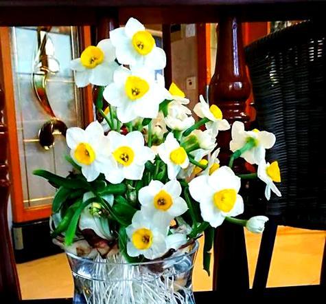 哪些品种适合插瓶水生植物？如何选择？