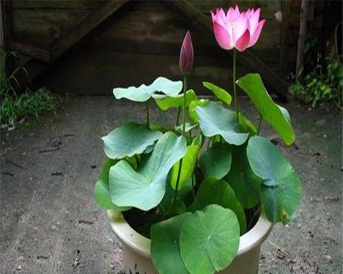 哪些品种适合插瓶水生植物？如何选择？