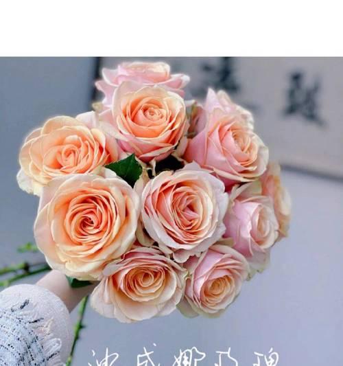 什么花是浪漫的含义？哪些花卉常被用来表达浪漫情感？