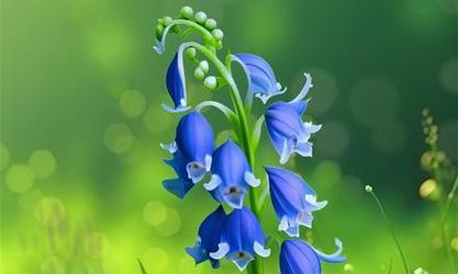 蓝色花的花语是什么？象征意义有哪些？