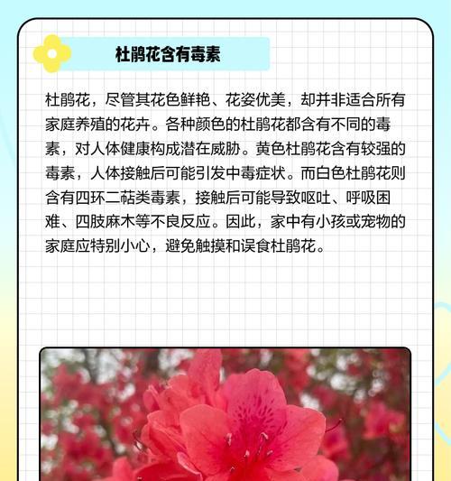杜鹃花有哪些不好的寓意？它们各自代表了什么意义？