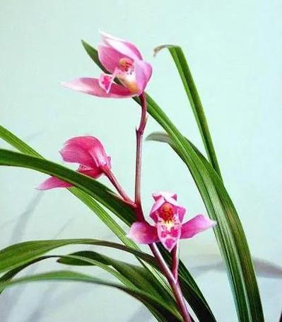 君子象征的花有哪些？