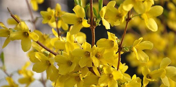 连翘花的花语信息是什么？它传递了哪些情感？
