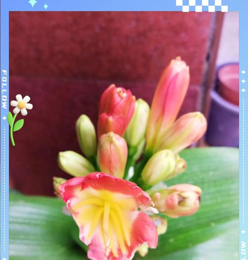友谊的花卉品种：哪些花品种是友谊的象征？