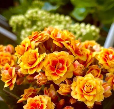 友谊的花卉品种：哪些花品种是友谊的象征？