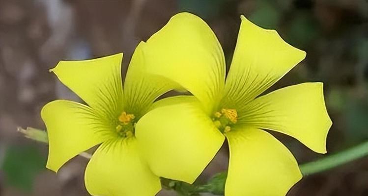 友谊的花卉品种：哪些花品种是友谊的象征？