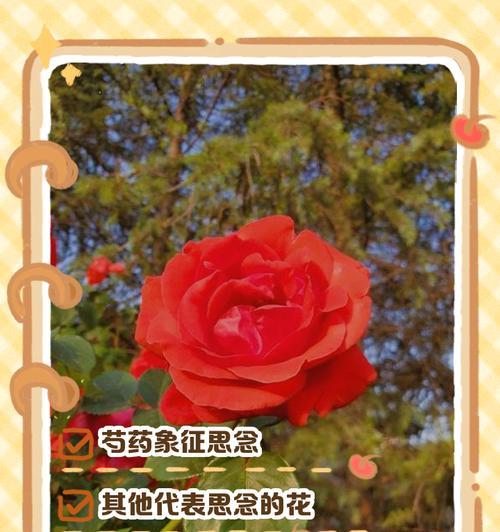 这些花代表什么意义？