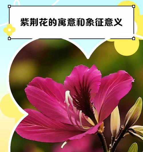 这些花代表什么意义？