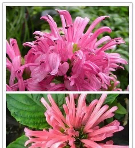 害羞草花代表什么？它的含义是什么？