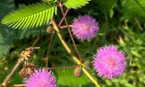 害羞草花代表什么？它的含义是什么？