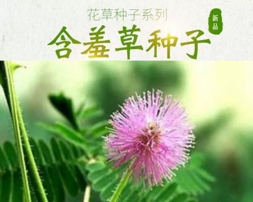 害羞草花代表什么？它的含义是什么？