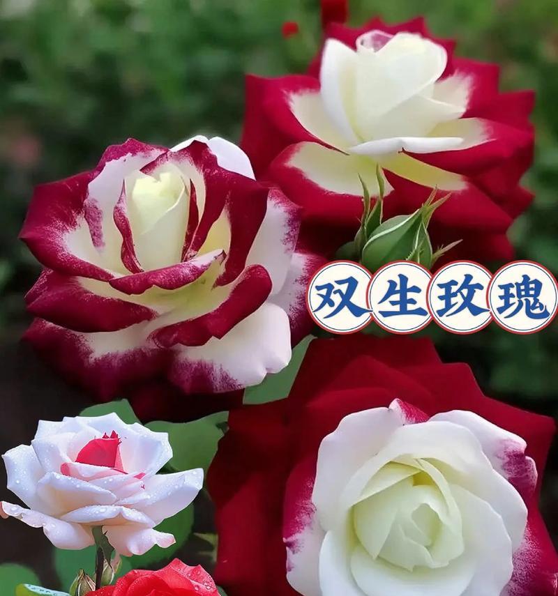 杯花中寓意爱的花卉有哪些？