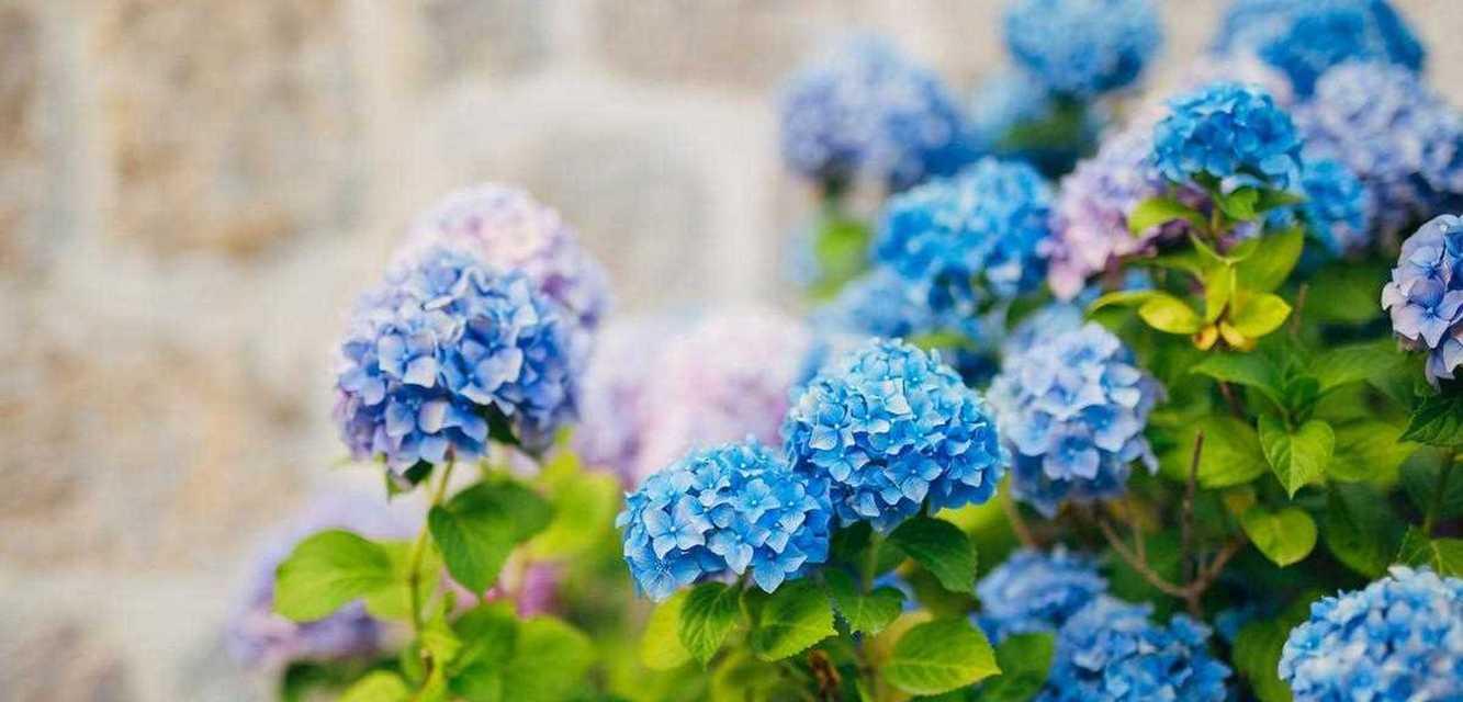 福寿植物的花有哪些？它们的象征意义是什么？