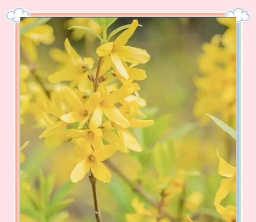 神话故事中的花象征着什么？神话故事中的花有哪些特殊寓意？